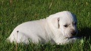 Labrador Retreiver puppies!